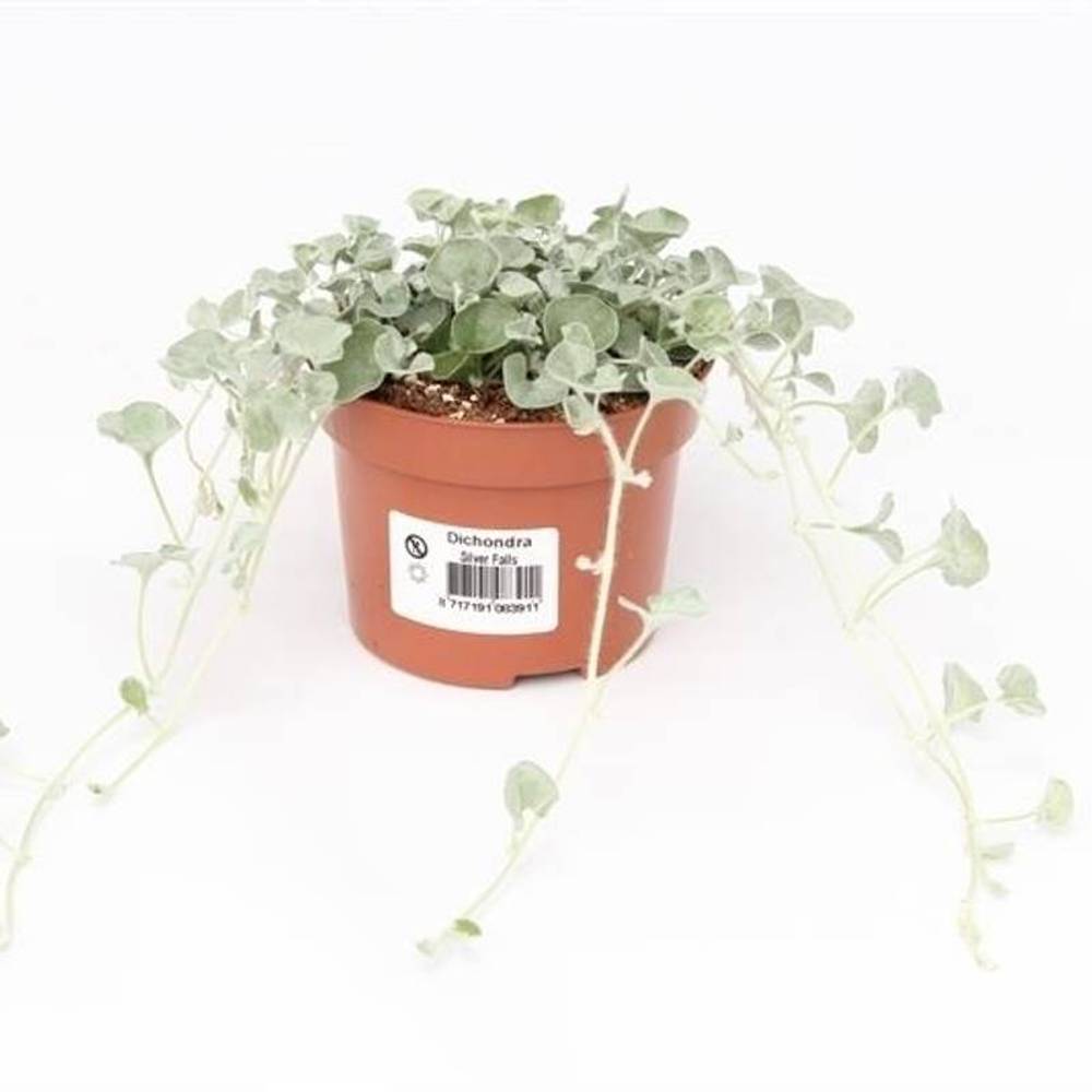 Dichondra Silver Falls T10,5 H15