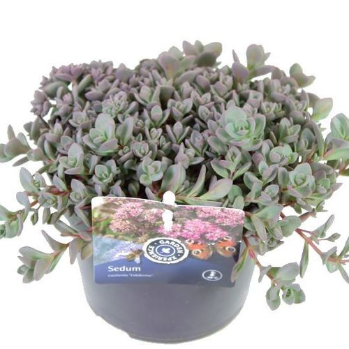 Sedum Cauticola Lidakense T13 H20