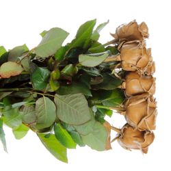 Rose braun Wachs Caramel (W26) 70cm