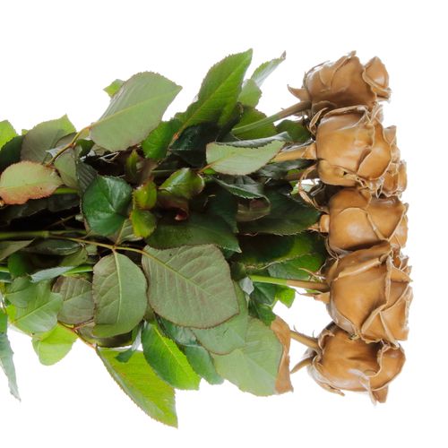 Rose braun Wachs Caramel (W26) 70cm