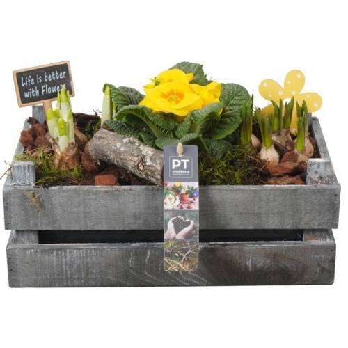 Zwiebel.Arr mix PTBM3892 T30 H021