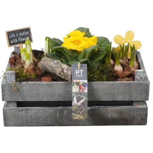 Zwiebel.Arr mix PTBM3892 T30 H021