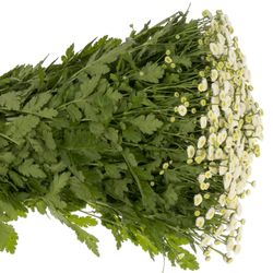 Matrecaria weiss Rio 60cm
