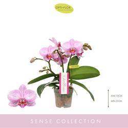 Phal.3-R rosa Amorosso T07 H25