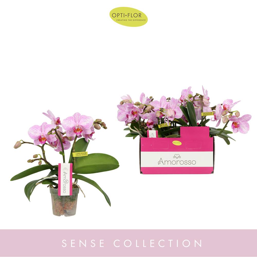 Phal.3-R rosa Amorosso T07 H25