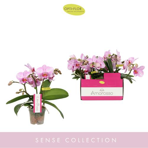 Phal.3-R rosa Amorosso T07 H25