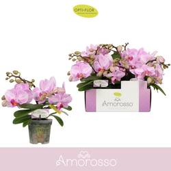 Phal.3-R rosa/weiss Amorosso T07 H025