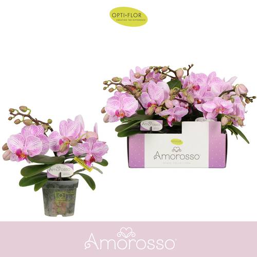 Phal.3-R rosa/weiss Amorosso T07 H025