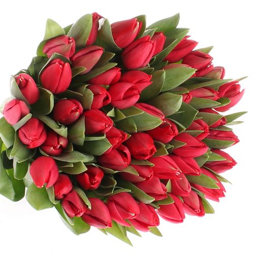 Tulpe rot Curry 36 Gramm