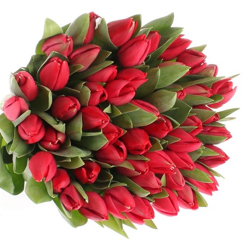 Tulpe rot Curry 36 Gramm