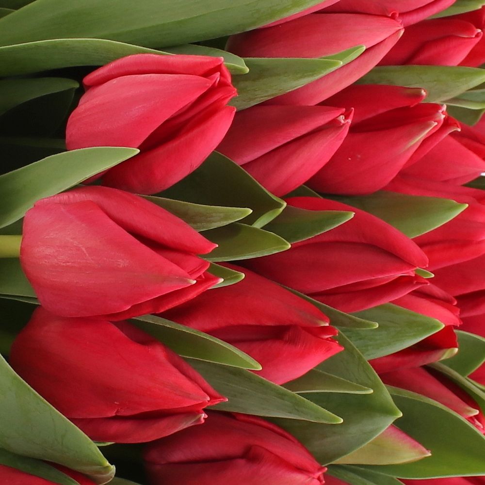 Tulpe rot Curry 36 Gramm