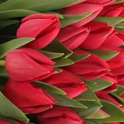 Tulpe rot Curry 36 Gramm