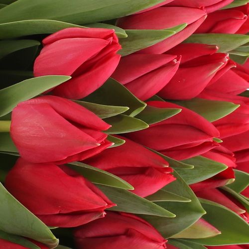Tulpe rot Curry 36 Gramm