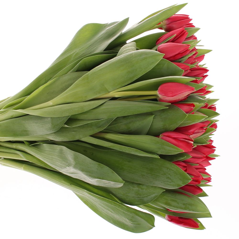 Tulpe rot Curry 36 Gramm