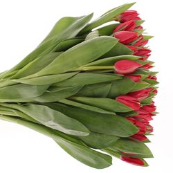 Tulpe rot Curry 36 Gramm
