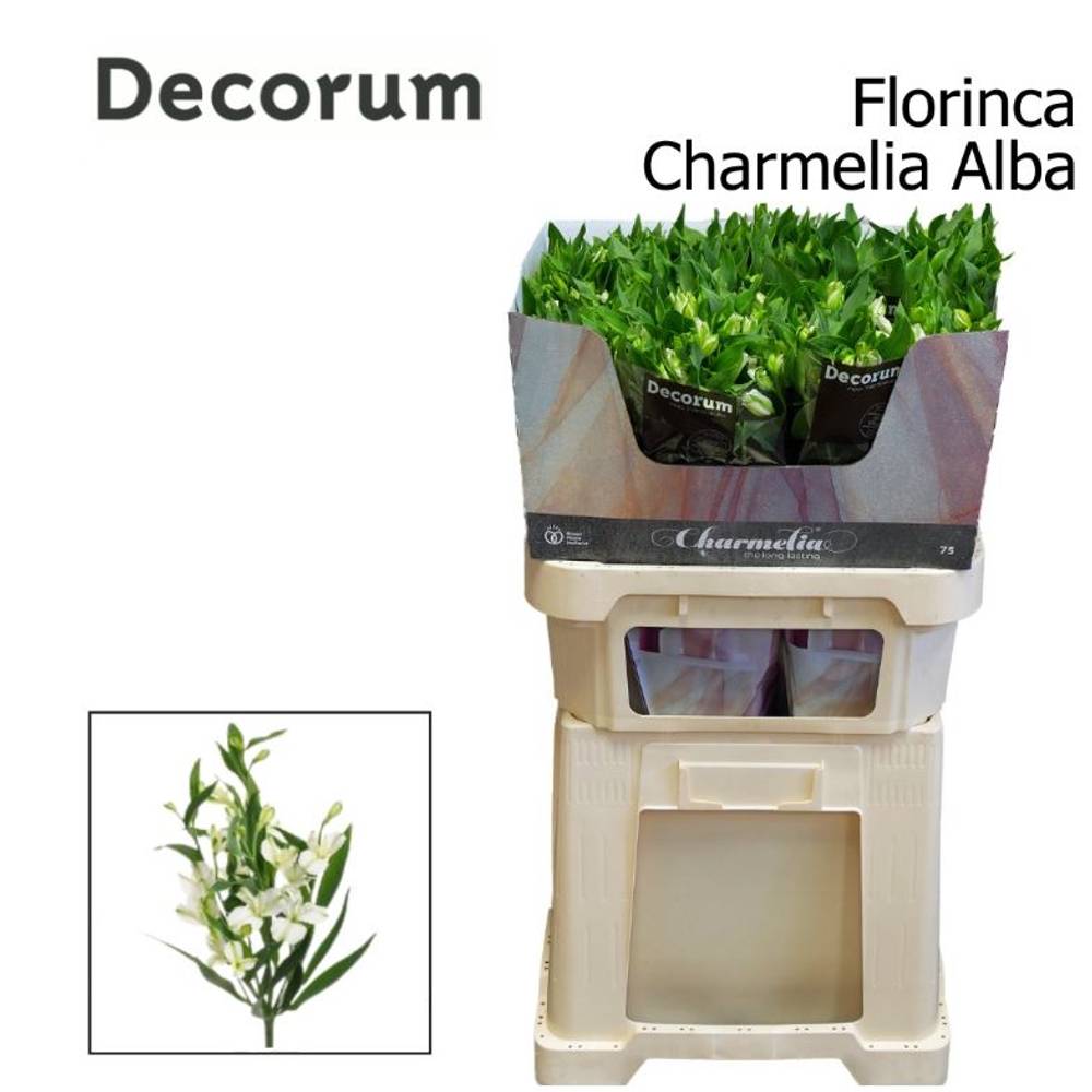 Alstroemerie weiss Charmelia Alba 20+ 75cm