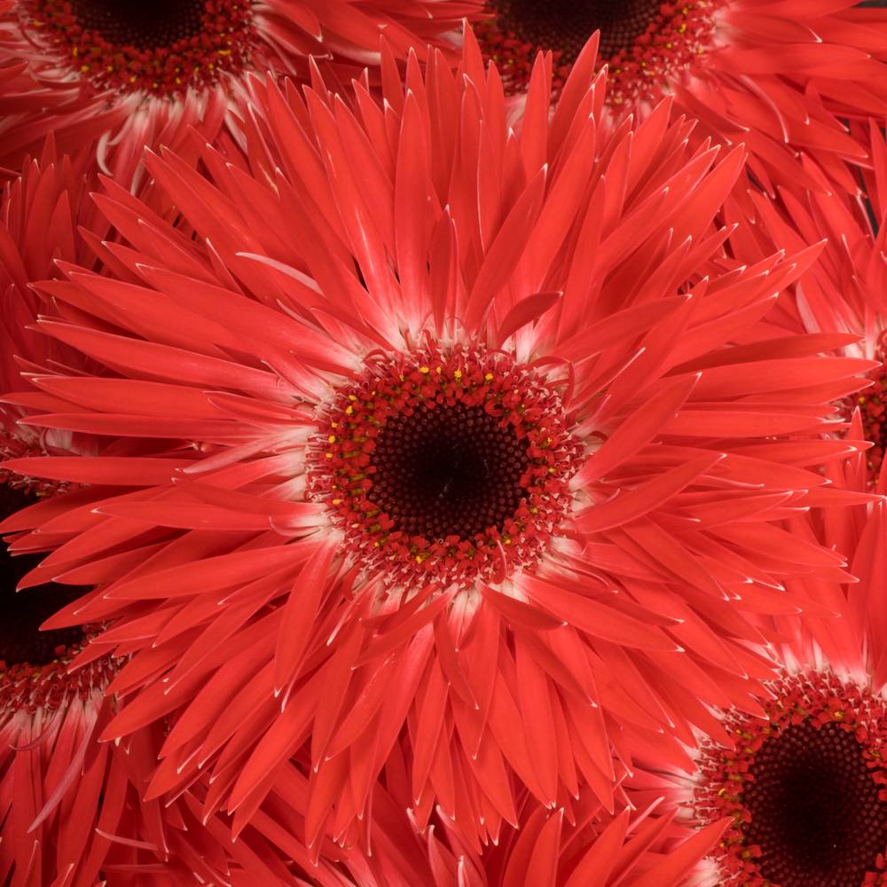 Gerbera rot Spin Katie