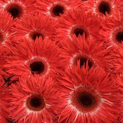 Gerbera rot Spin Katie