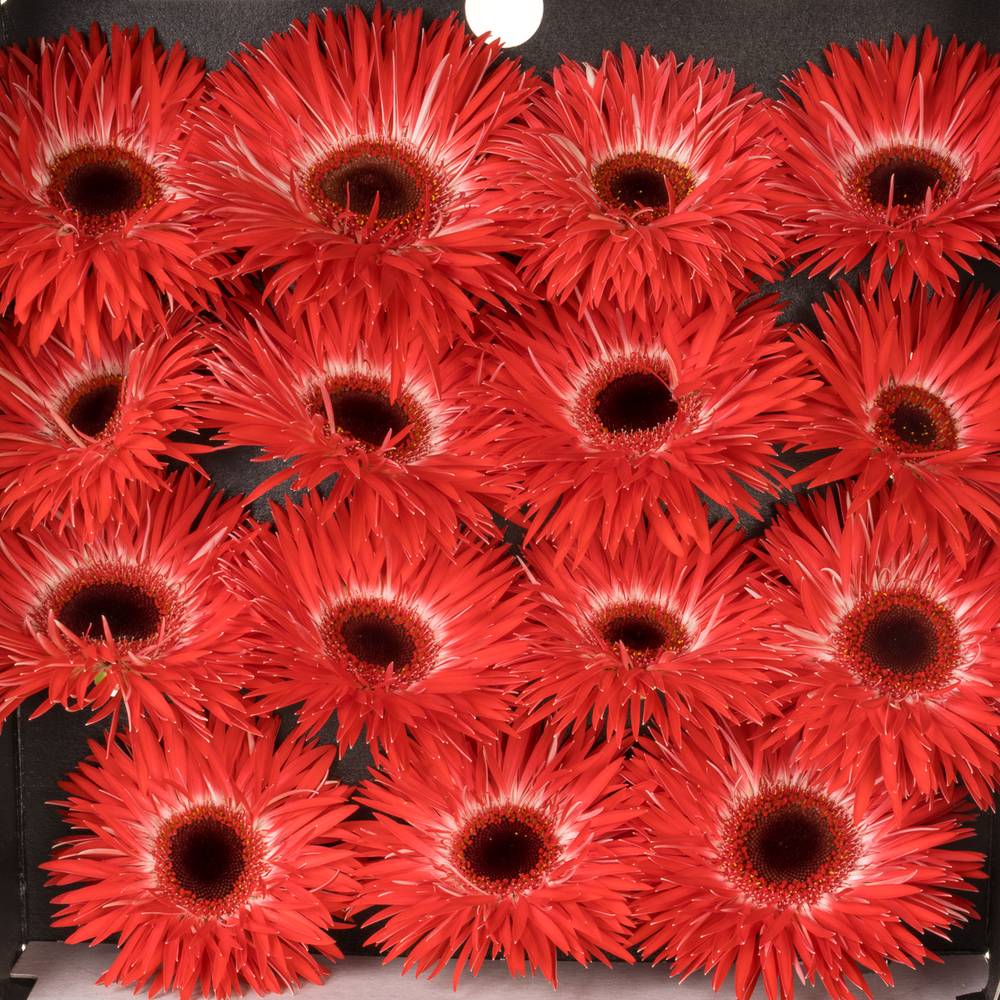 Gerbera rot Spin Katie