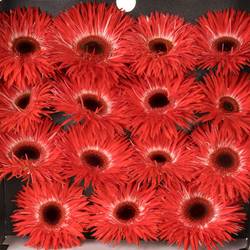 Gerbera rot Spin Katie
