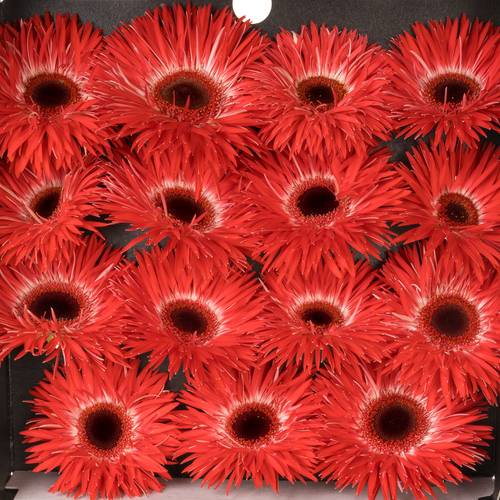Gerbera rot Spin Katie