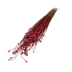 Trocken-blumen Papaver Mini 60cm 4202824