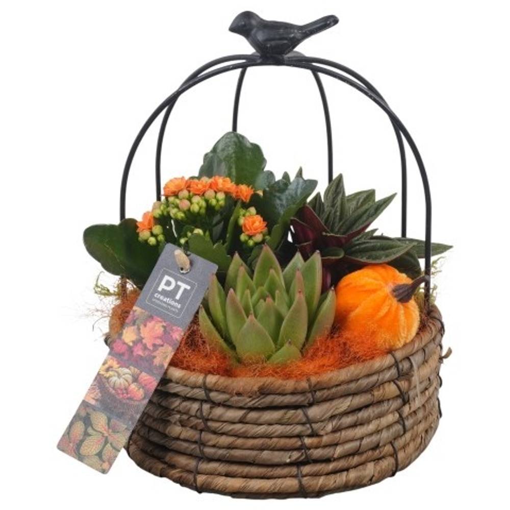 Kal.Arr PTHI5446 Herbst T16 H023