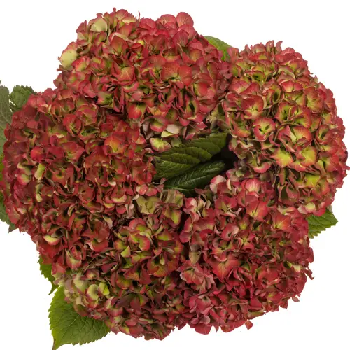 Hortensie rot/grün Glowing Alps classic Bol 20cm 80cm