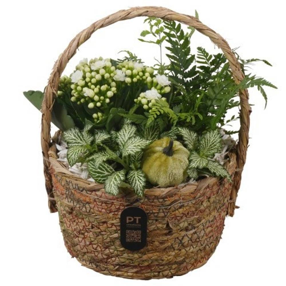 Kal.Arr PTHI3289 Herbst T19 H024