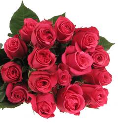 Rose lila Cherry O (Ec) 60cm