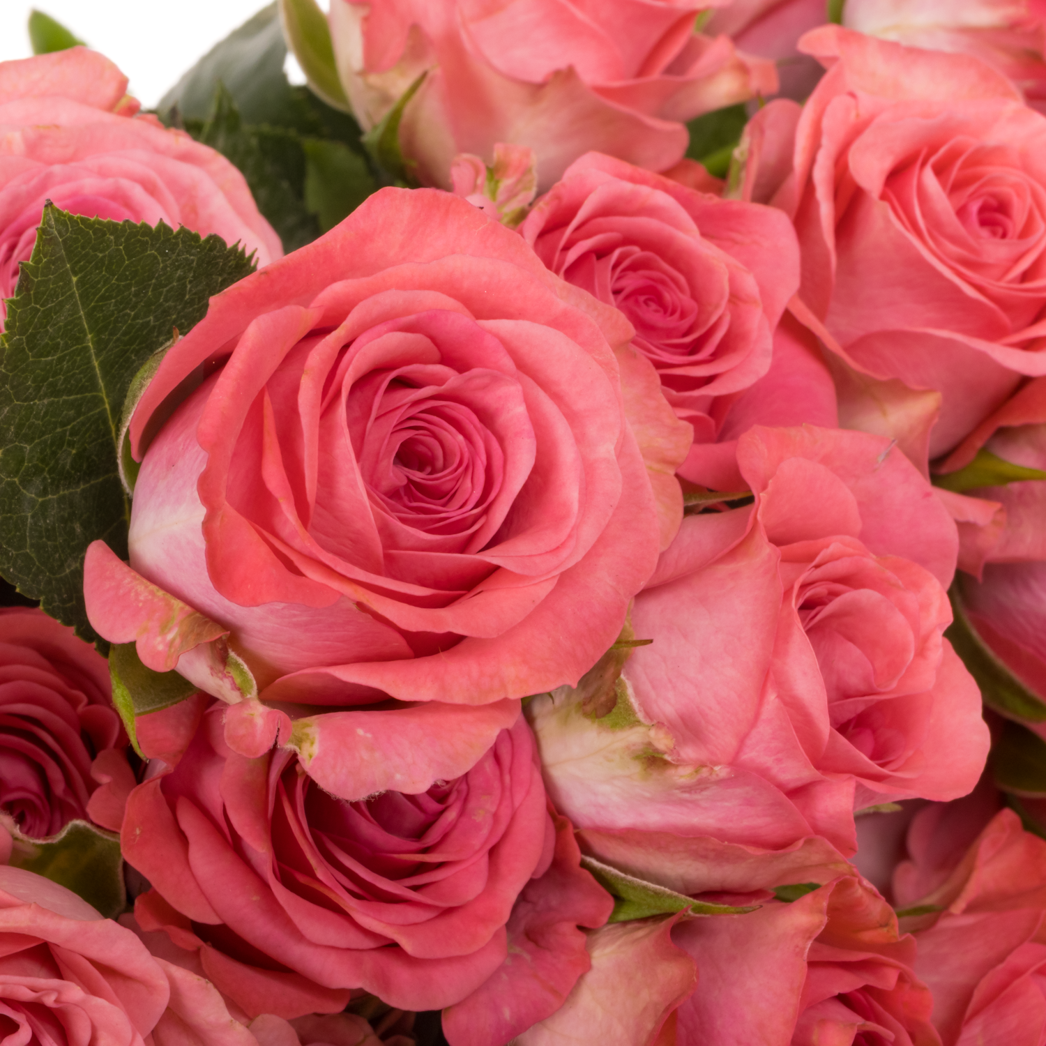 Rose verzweigt rosa Jessy 6+Blüte 60cm