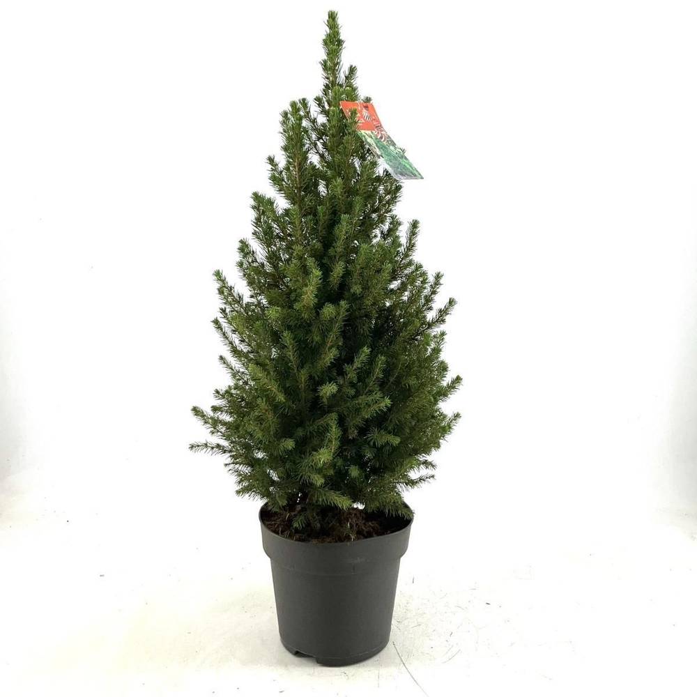 Picea Glauca Conica T29 H100