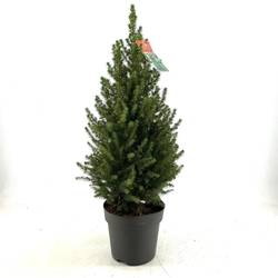 Picea Glauca Conica T29 H100