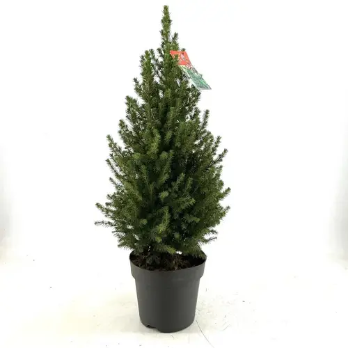 Picea Glauca Conica T29 H100