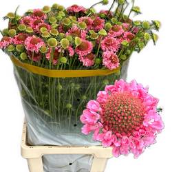 Scabiosa Cotton Candy Scoop