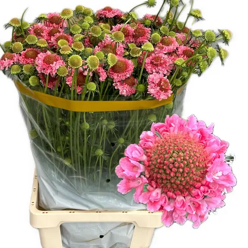 Scabiosa Cotton Candy Scoop