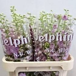 Delphinium milka Dewi lady 80cm