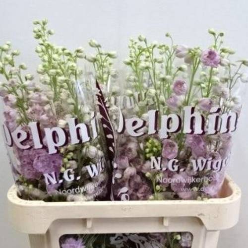 Delphinium milka Dewi lady 80cm