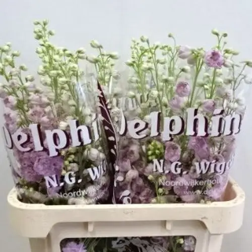 Delphinium milka Dewi lady 80cm