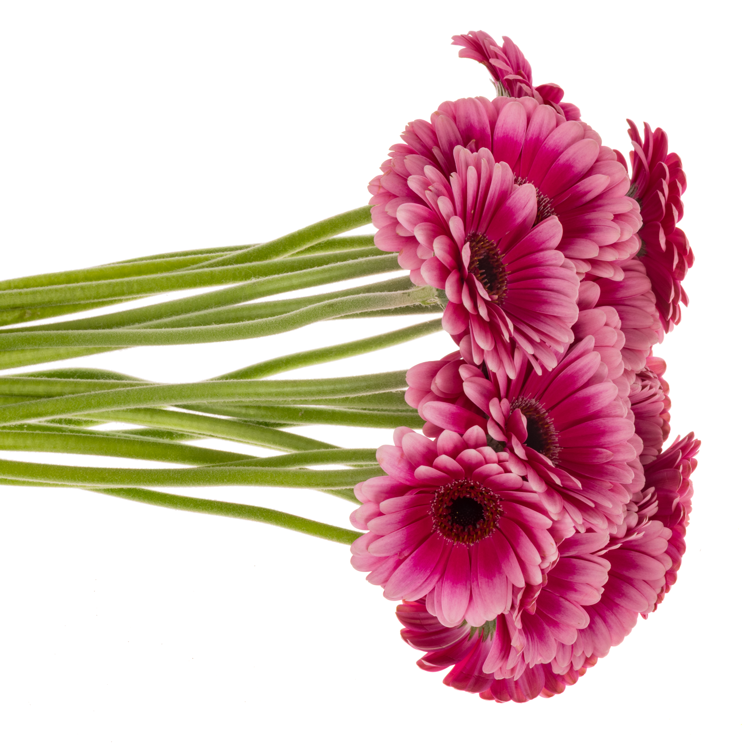 Germini  rosa/fuchsia Bund