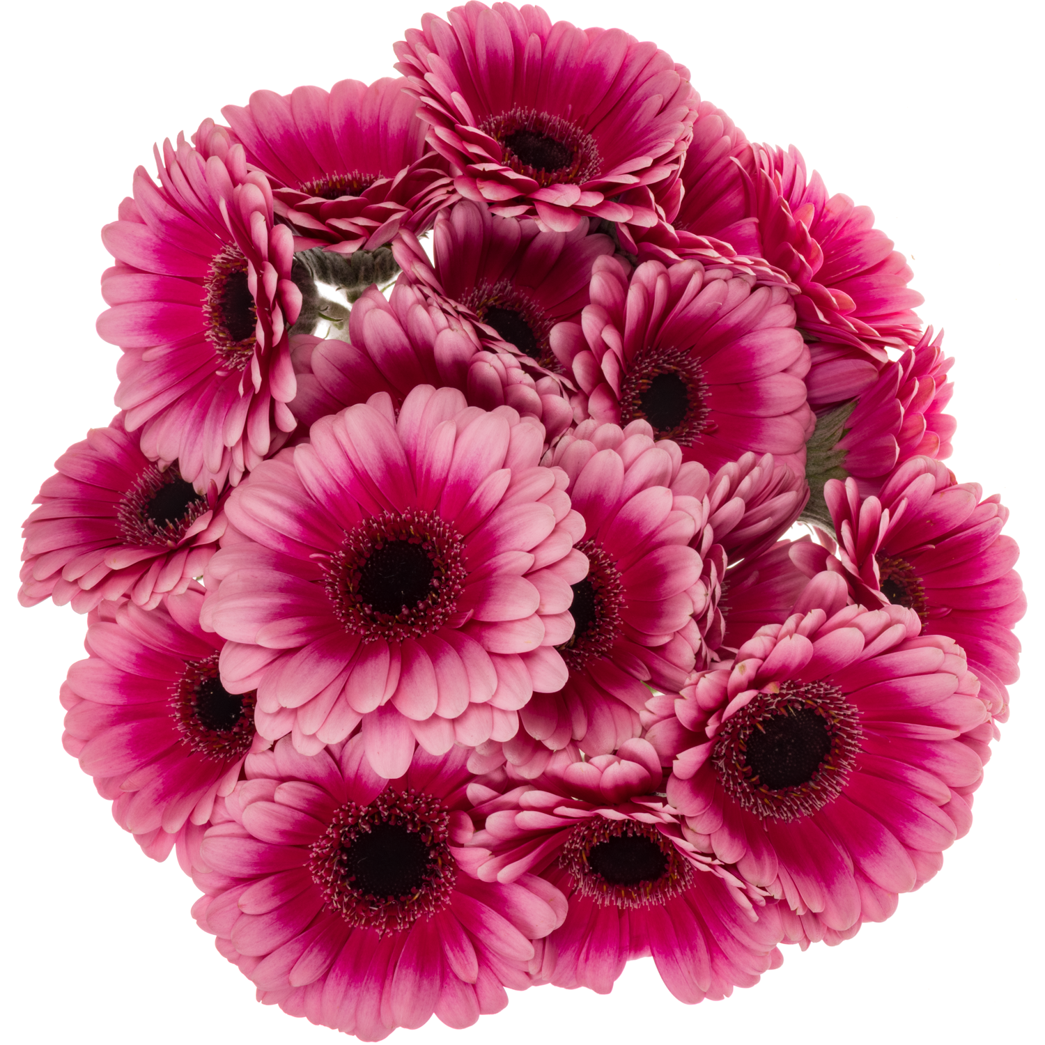 Germini rosa/lila Auge Bund