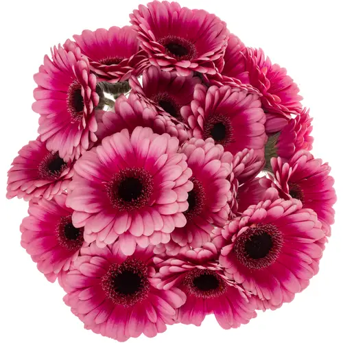 Germini  rosa/fuchsia Bund