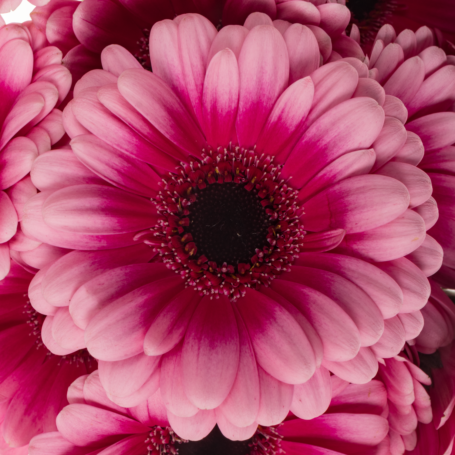 Germini  rosa/fuchsia Bund