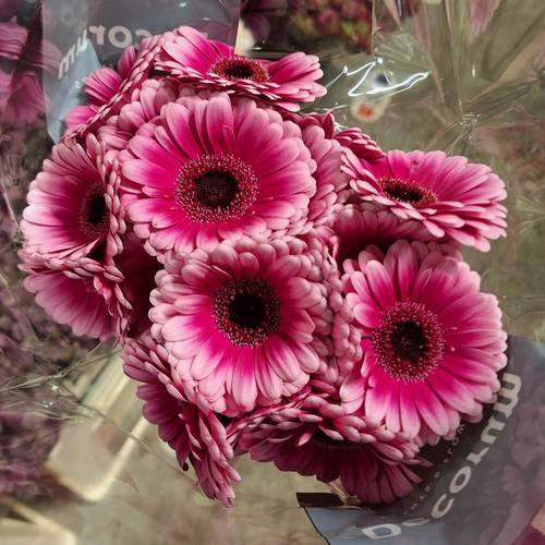 Germini rosa/lila Auge Bund