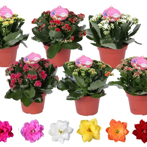 Kal.Gef. mix Gardenlina T15 H027
