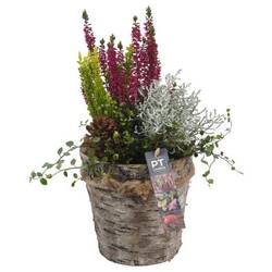 Garten.Arr PTHO4235 Herbst T17 H036
