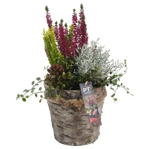 Garten.Arr PTHO4235 Herbst T17 H036