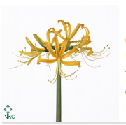 Lycoris gelb aurea 50cm