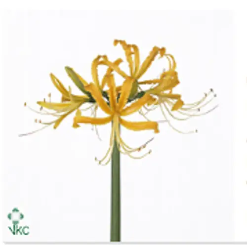 Lycoris gelb aurea 50cm