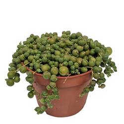 Senecio Rowleyanus T11 H005